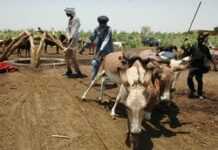 Niger: Army, rebels commit abuses against civilians, rights groups say Niger: Army, rebels commit abuses against civilians, rights groups say