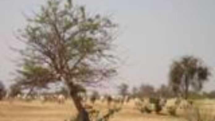 jpg_Troupeau_dans_la_savane_du_ferlo_Senegal.jpg