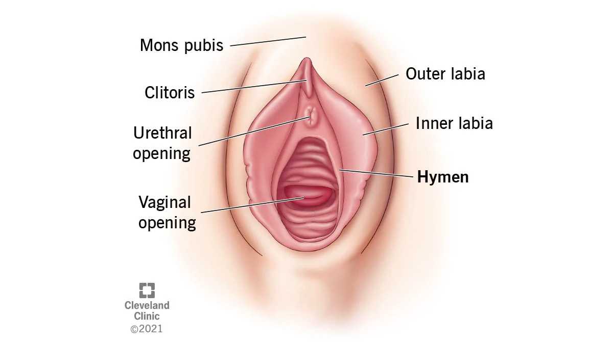 hymen Types Hymen. Image & Photo (Free Trial) | Bigstock