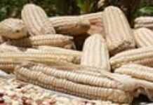 Food crisis : Developed nations must stop subsidies, poor ones must eat local Food crisis : Developed nations must stop subsidies, poor ones must eat local