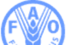 FAO urges Zambia to consider cassava as major crop FAO urges Zambia to consider cassava as major crop