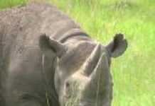 Endangered species fall prey to poachers Endangered species fall prey to poachers