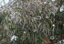 Gabon and Morocco to collaborate to develop eucalyptus plantation Eucalyptus
