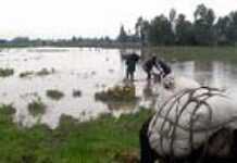 Report forsees continuous famine trend in parts of Ethiopia Report forsees continuous famine trend in parts of Ethiopia