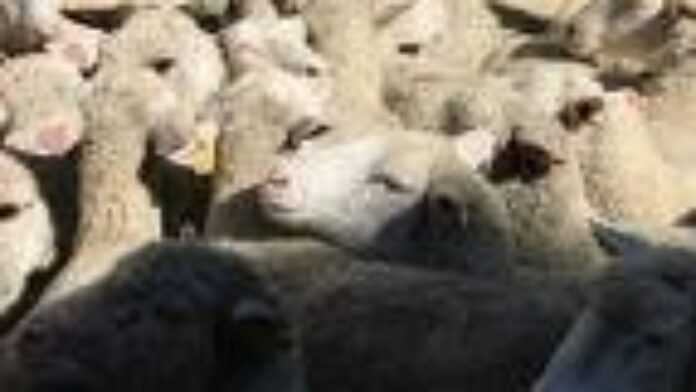 jpg_Sheep.jpg jpg_Sheep.jpg