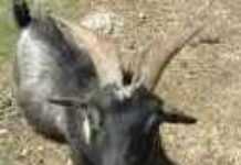Goat taken to the police station as robbery suspect Goat taken to the police station as robbery suspect