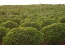 Ethiopia prepares to produce, consume and export bio-fuel Ethiopia prepares to produce, consume and export bio-fuel