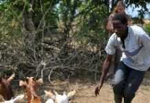 Tanzania: Livestock get a new lease of life Tanzania: Livestock get a new lease of life