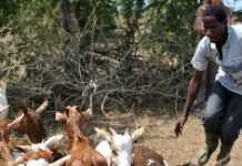 Somalia: Livestock-based economy receives major boost Somalia: Livestock-based economy receives major boost