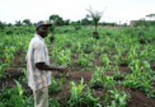 Mali: Gov’t land deals forcing local farmers out of vocation? Mali: Gov’t land deals forcing local farmers out of vocation?