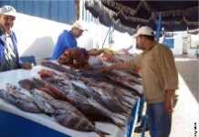 Morocco: Towards a more developed fishing industry Morocco: Towards a more developed fishing industry