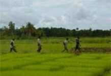 Cote d’Ivoire: UN Mission aids agricultural sector as mission comes to an end Cote d’Ivoire: UN Mission aids agricultural sector as mission comes to an end