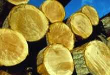 Sierra Leone: Ban on lucrative logging industry Sierra Leone: Ban on lucrative logging industry