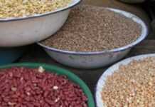 Sudan: 150 000 homes to get FAO seeds Sudan: 150 000 homes to get FAO seeds