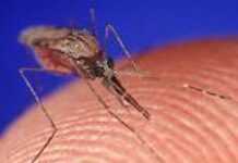 Africa: Killing the malaria killer Africa: Killing the malaria killer