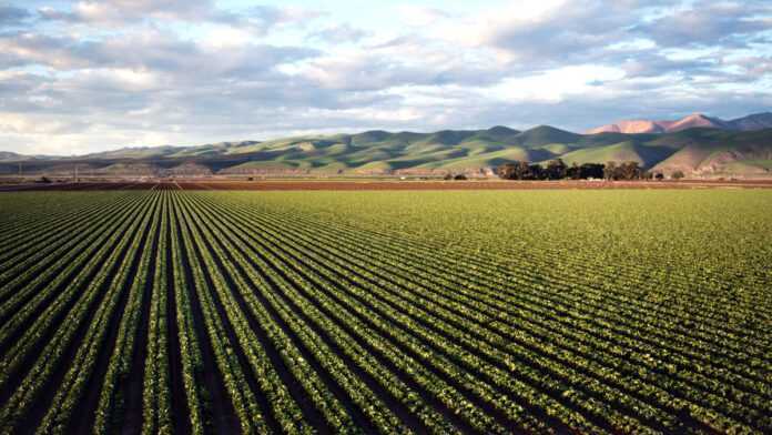 A crop field A crop field