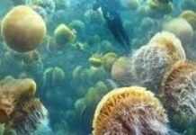 Treating jellyfish stings Treating jellyfish stings