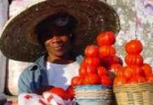 Eat tomatoes and do your brain a great favour Eat tomatoes and do your brain a great favour