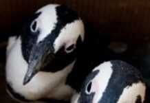 African penguin gets a new lease of life African penguin gets a new lease of life