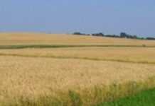 Zimbabwe: Magube and Zanu officials own massive farms after land reform Zimbabwe: Magube and Zanu officials own massive farms after land reform