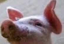 The dirtier the pig… The dirtier the pig…