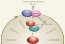 What is the circadian rhythm? What is the circadian rhythm?