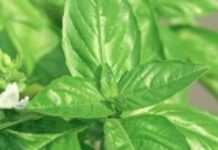 Basil is good for much more than salads Basil is good for much more than salads