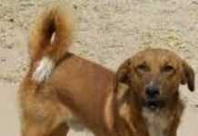 Dogs in hospitals can be beneficial to children Dogs in hospitals can be beneficial to children