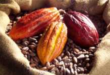 Ivory Coast: 40% of world’s cocoa under threat of destruction Ivory Coast: 40% of world’s cocoa under threat of destruction