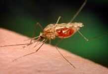 South Africa: an efficient product to combat the malaria South Africa: an efficient product to combat the malaria