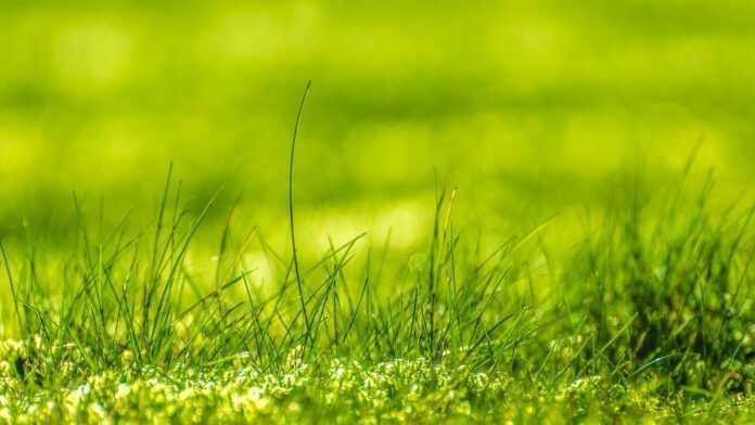 Green grass Green grass