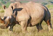 South Africa: 40 years sentence, the heavy price for a rhinoceros’ horn trader! Rhinoceros