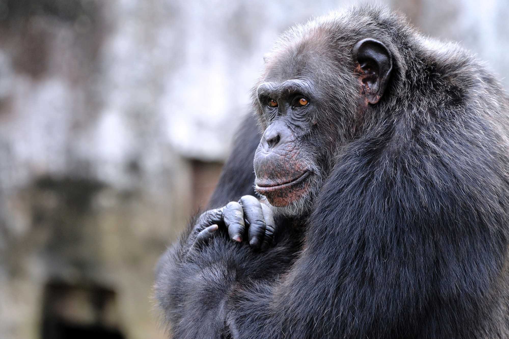 7773057154_un-chimpanze(1)