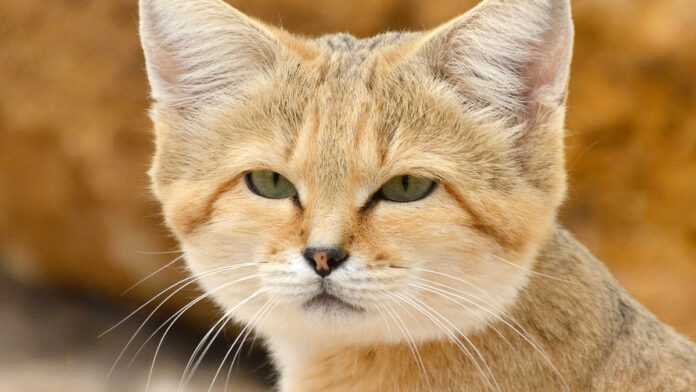 Un chat des sables (felis margarita)