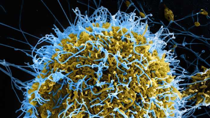 Ebola Ebola