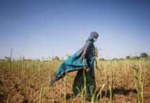European Union contribution of €8 million will strengthen gains in Desert Locust fight European Union contribution of €8 million will strengthen gains in Desert Locust fight