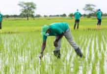 The Arab Africa Trade Bridges Program (AATB) Extends its Support for OCP Africa’s Agribooster Program in Côte d’Ivoire A rice field