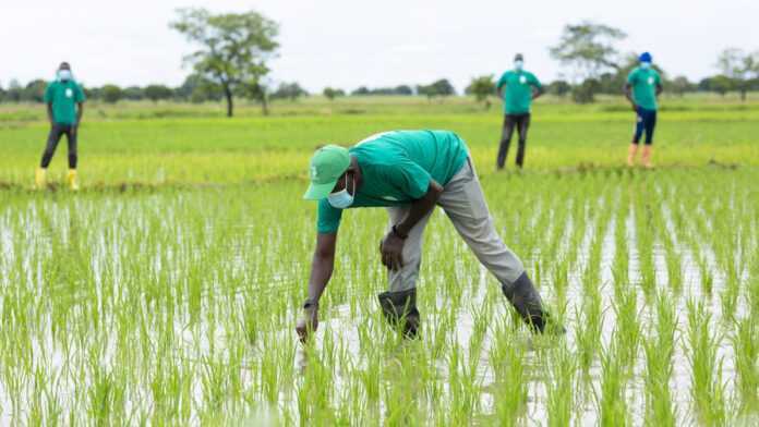 A rice field