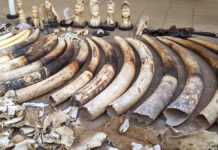 De l’éléphant au pangolin, le mythe de l’ivoire et des écailles Défenses d'éléphants