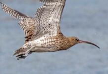 Il vole 54 heures pour arriver au Maroc Courlis cendré